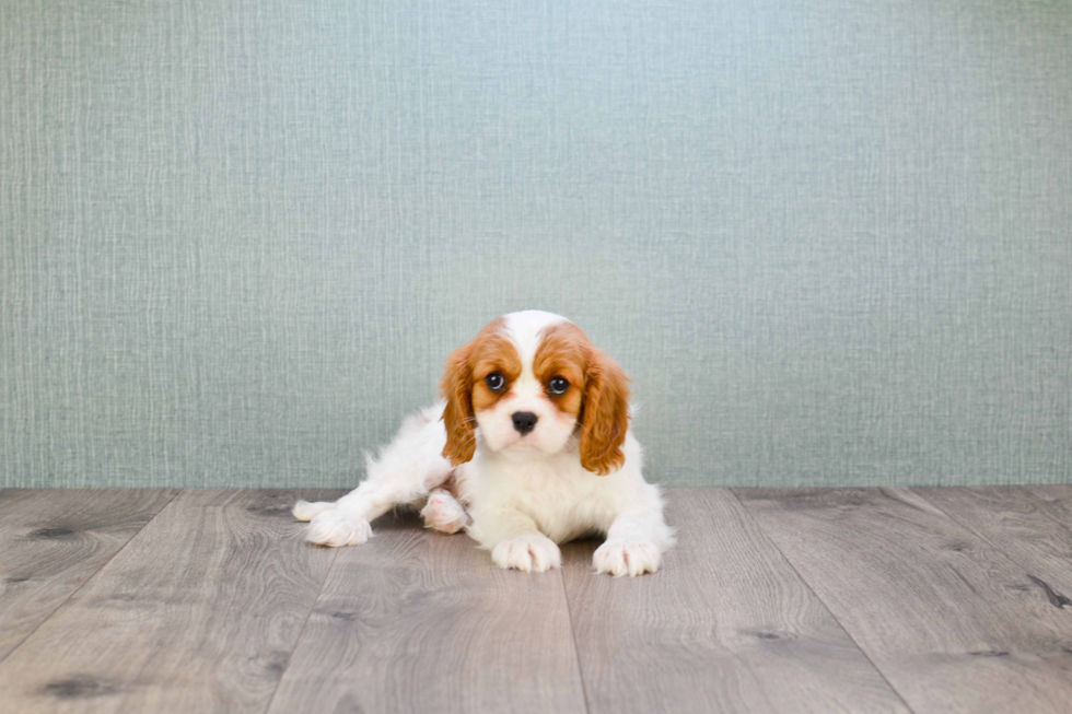 Petite Cavalier King Charles Spaniel Purebred Puppy