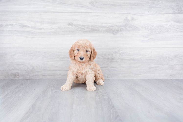 Cute Mini Goldendoodle Baby