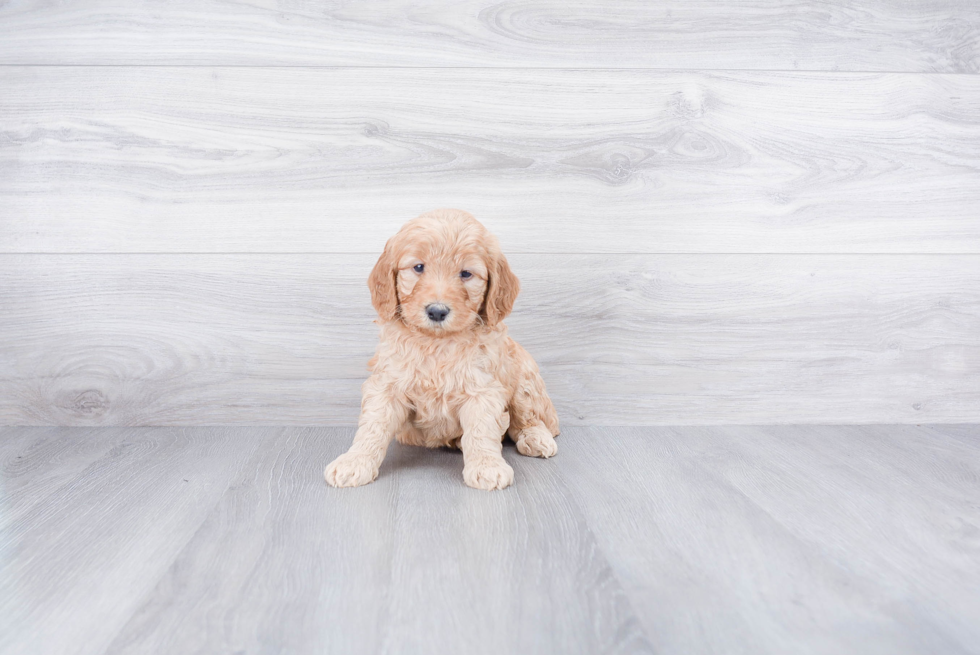 Cute Mini Goldendoodle Baby