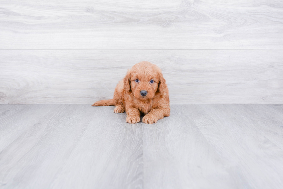 Smart Mini Goldendoodle Poodle Mix Pup