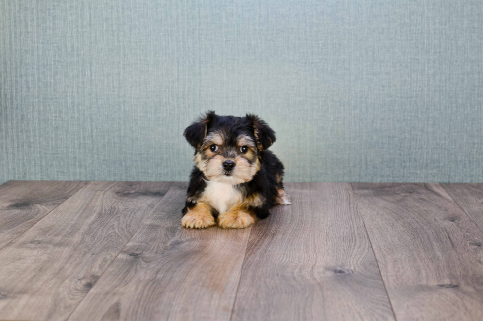 Small Morkie Baby