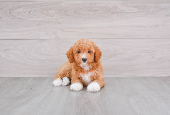 Mini Goldendoodle Puppy for Adoption