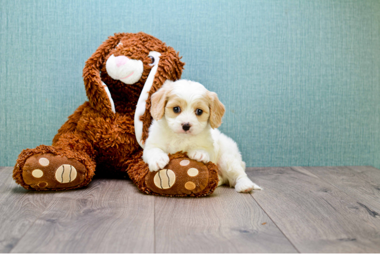 Cavachon Pup Being Cute