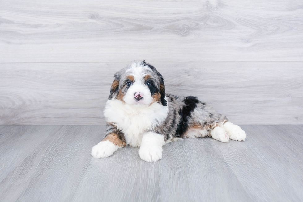 Adorable Mini Berniedoodle Poodle Mix Puppy