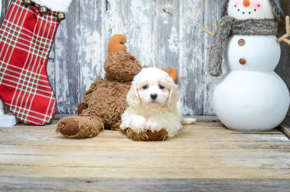 Best Cavachon Baby