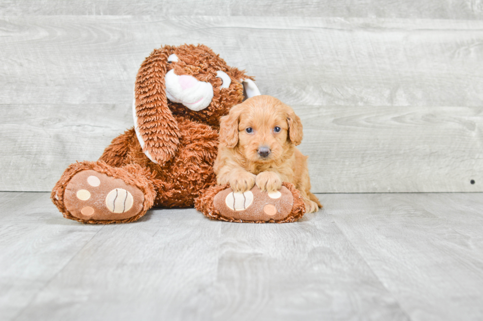 Playful Golden Retriever Poodle Mix Puppy