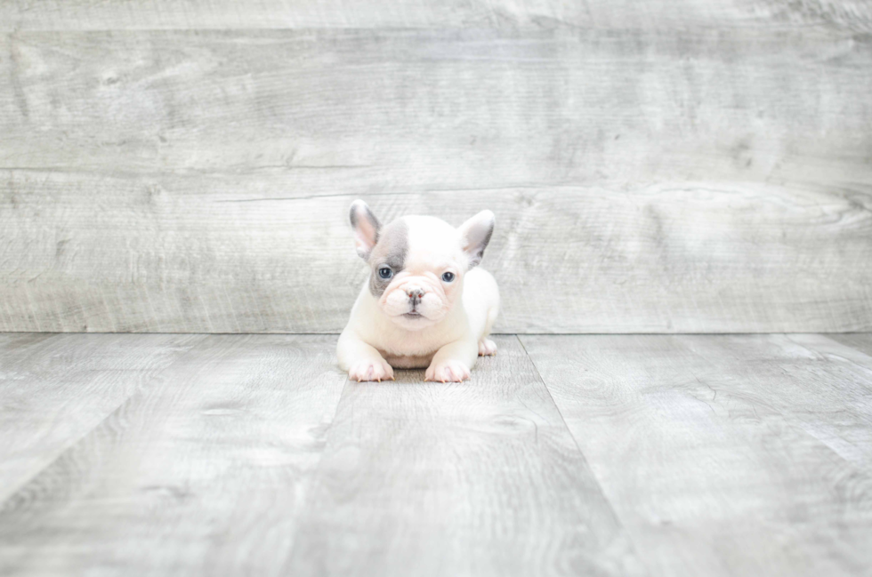 Playful French Bulldog Purebred Pup