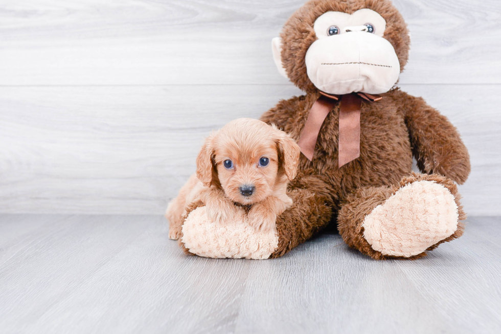 Cavapoo Pup Being Cute