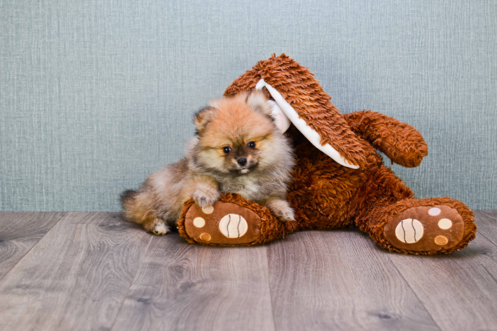 Fluffy Pomeranian Purebred Puppy