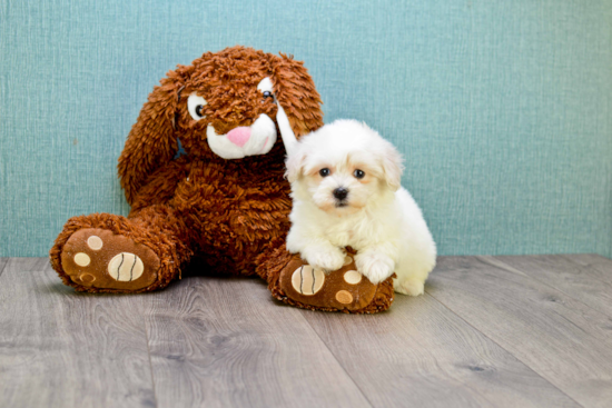 Fluffy Maltipoo Poodle Mix Pup