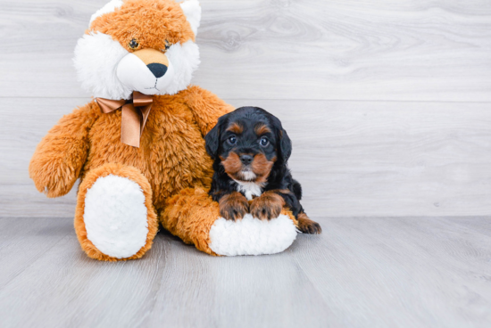 Cavapoo Pup Being Cute