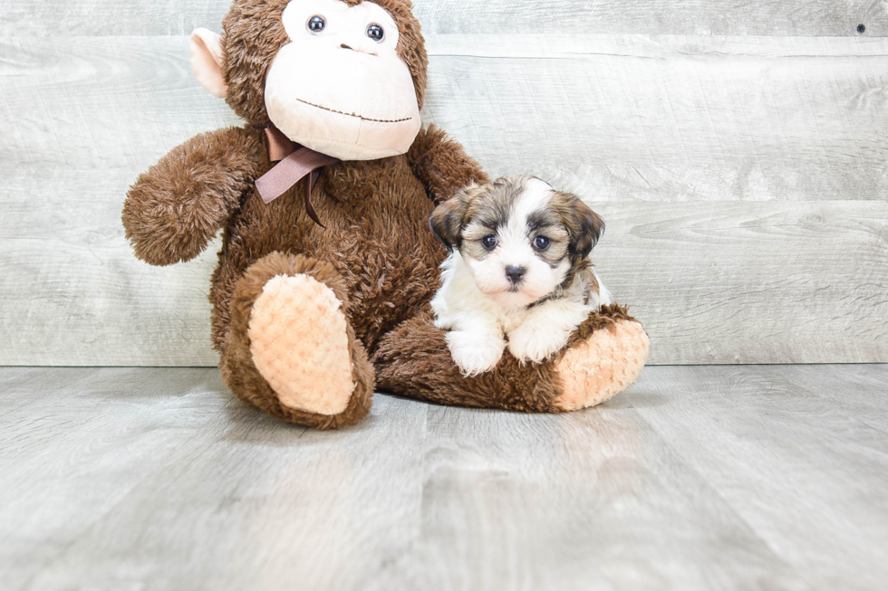 Teddy Bear Pup Being Cute