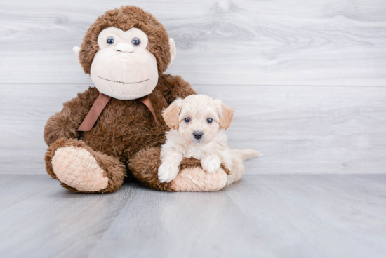 Small Maltipoo Baby