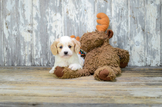 Cavachon Puppy for Adoption