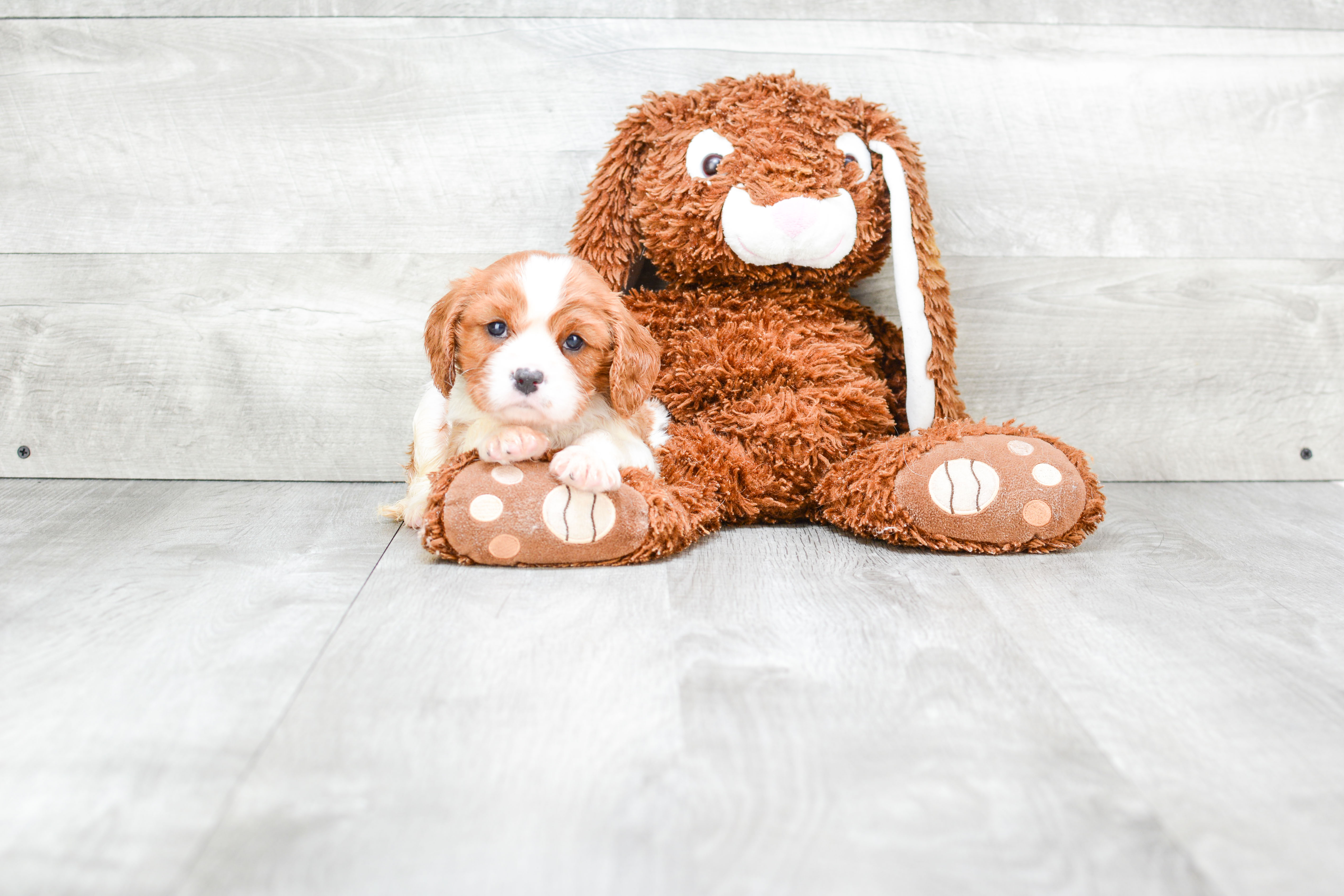 Cavalier King Charles Spaniel Puppy for Adoption