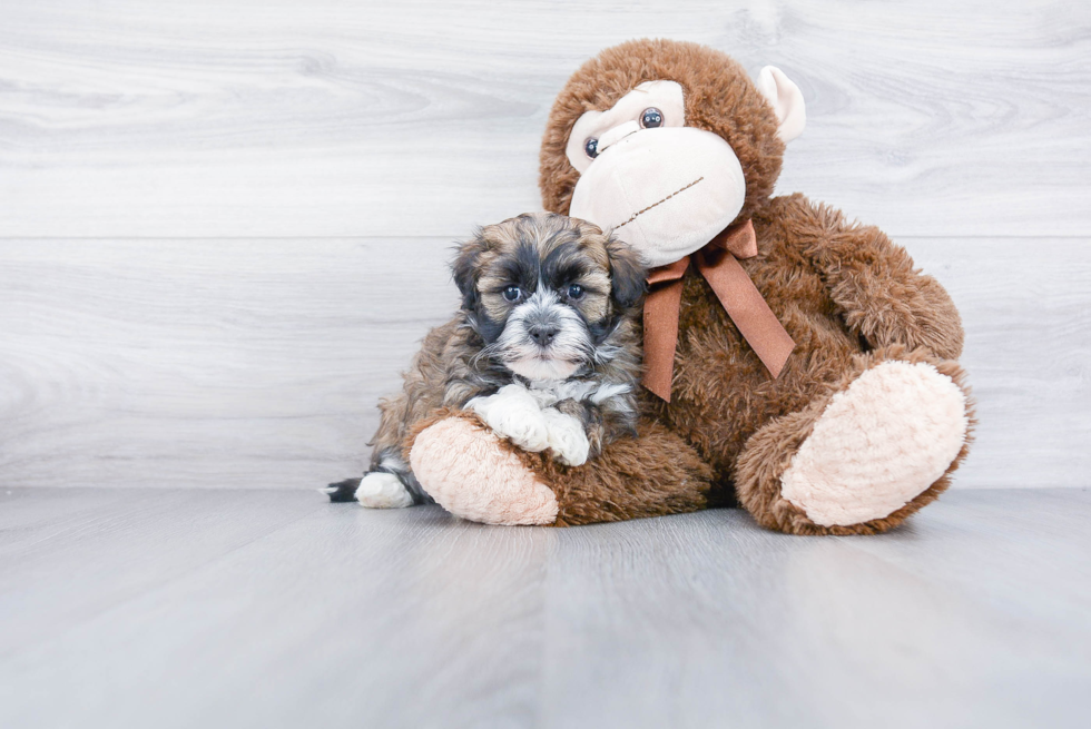 Havanese Pup Being Cute