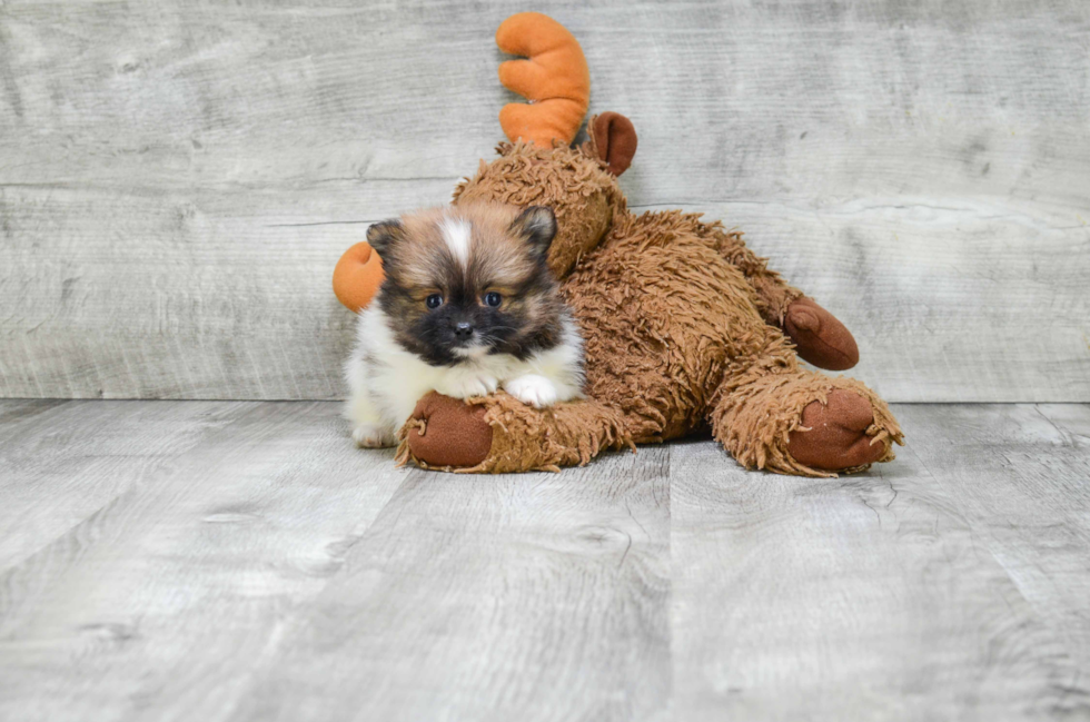 Happy Pomeranian Purebred Puppy