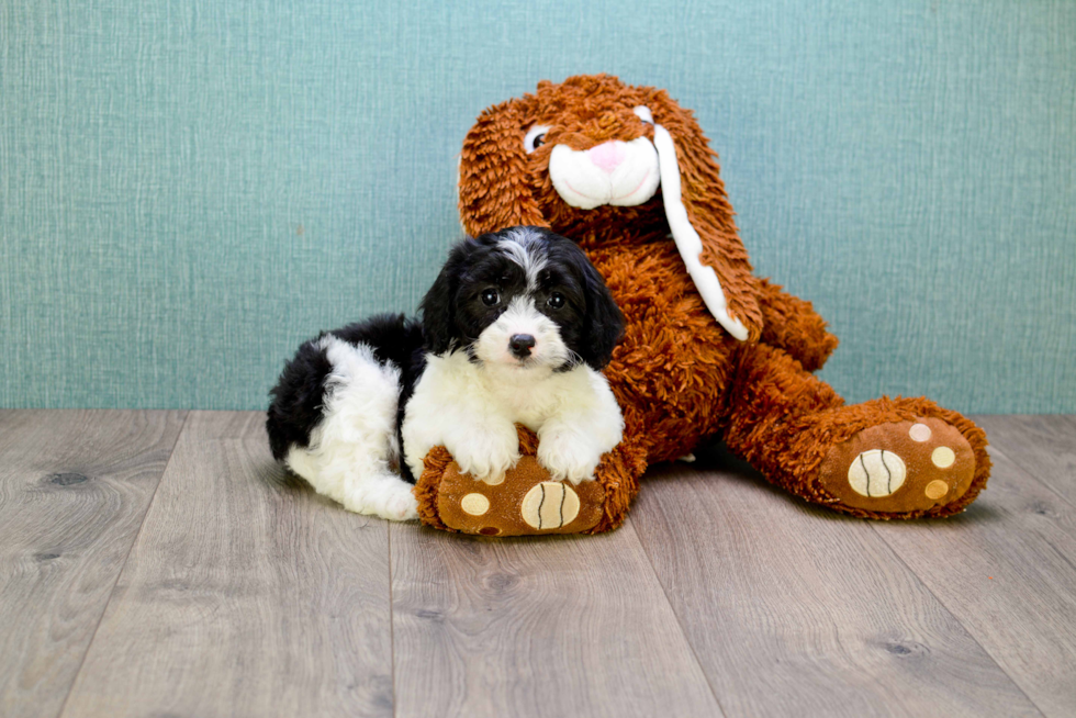 Best Cavapoo Baby