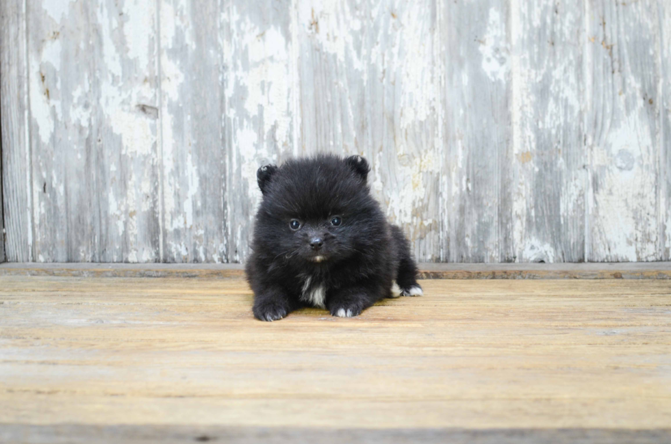 Cute Pomeranian Purebred Puppy