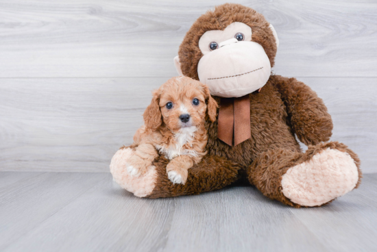 Best Cavapoo Baby