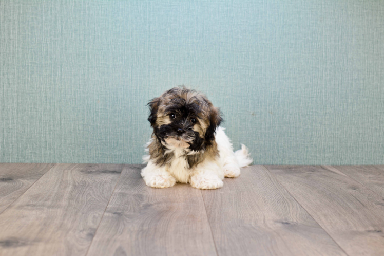 Hypoallergenic Havanese Baby