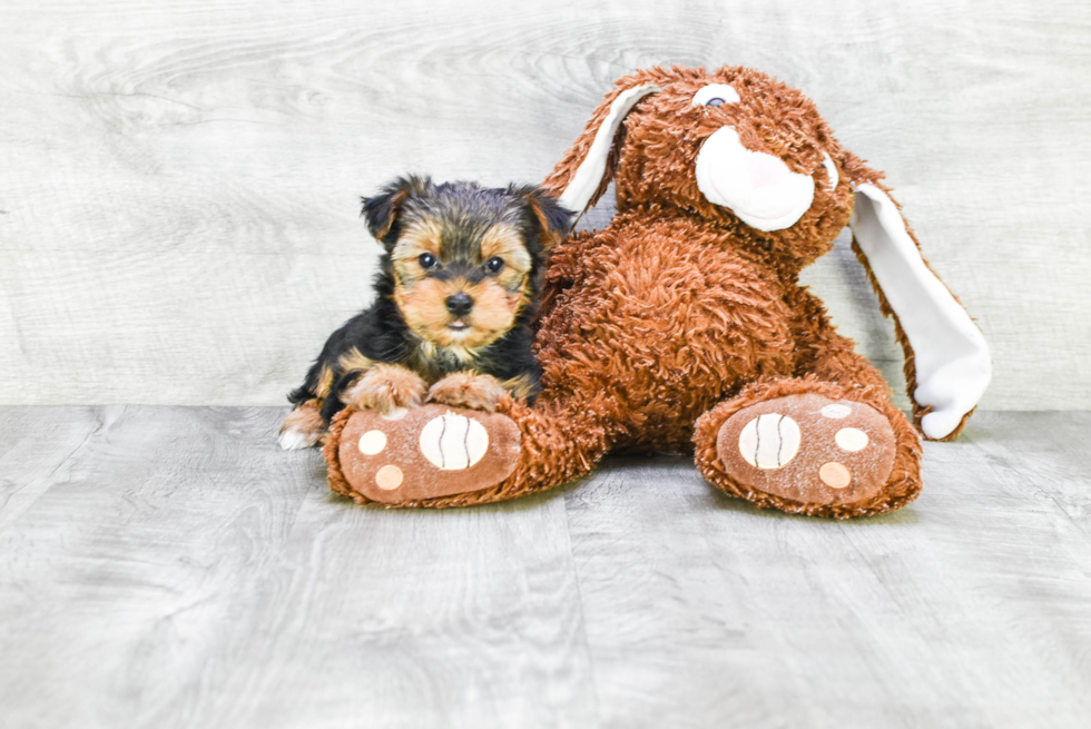 Meet Snickers - our Yorkshire Terrier Puppy Photo 