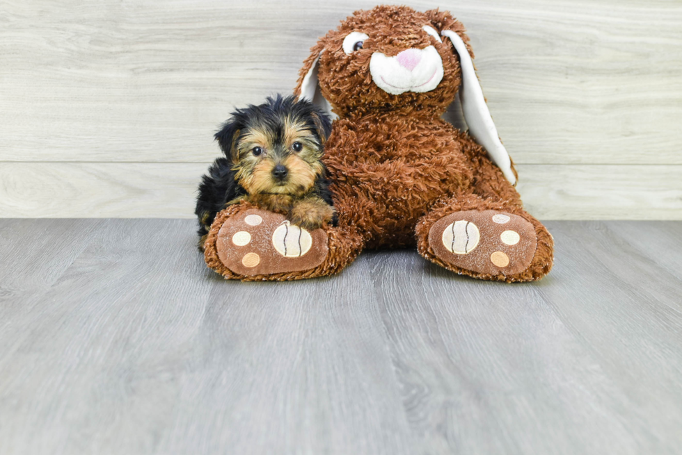 Meet Giselle - our Yorkshire Terrier Puppy Photo 