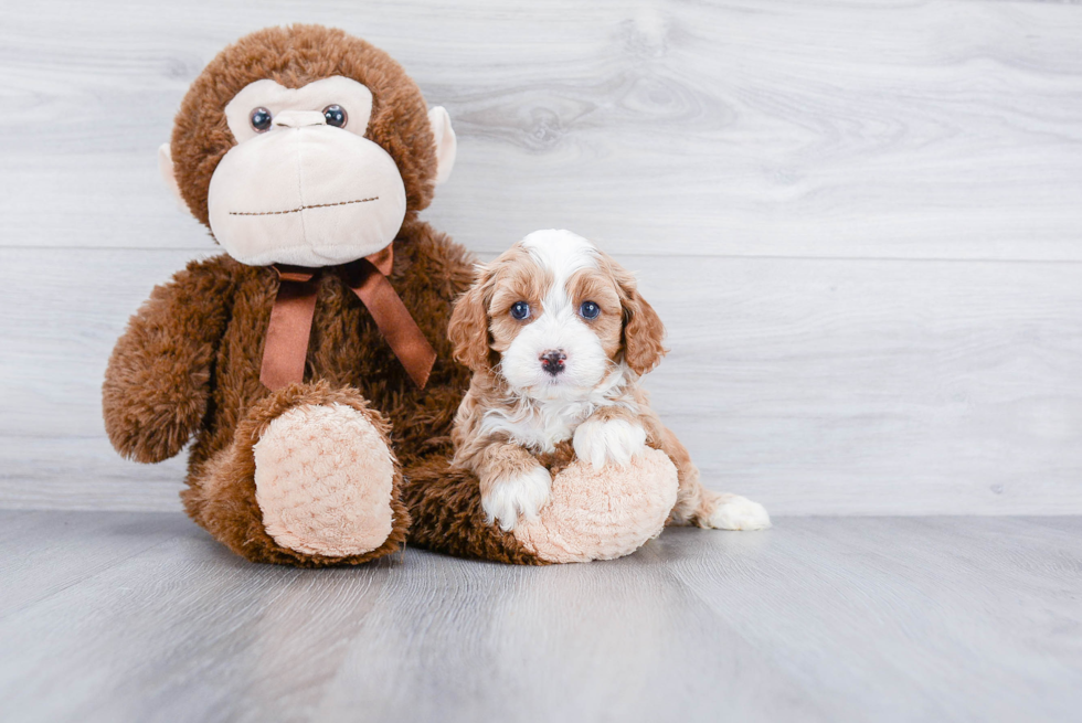 Best Cavapoo Baby