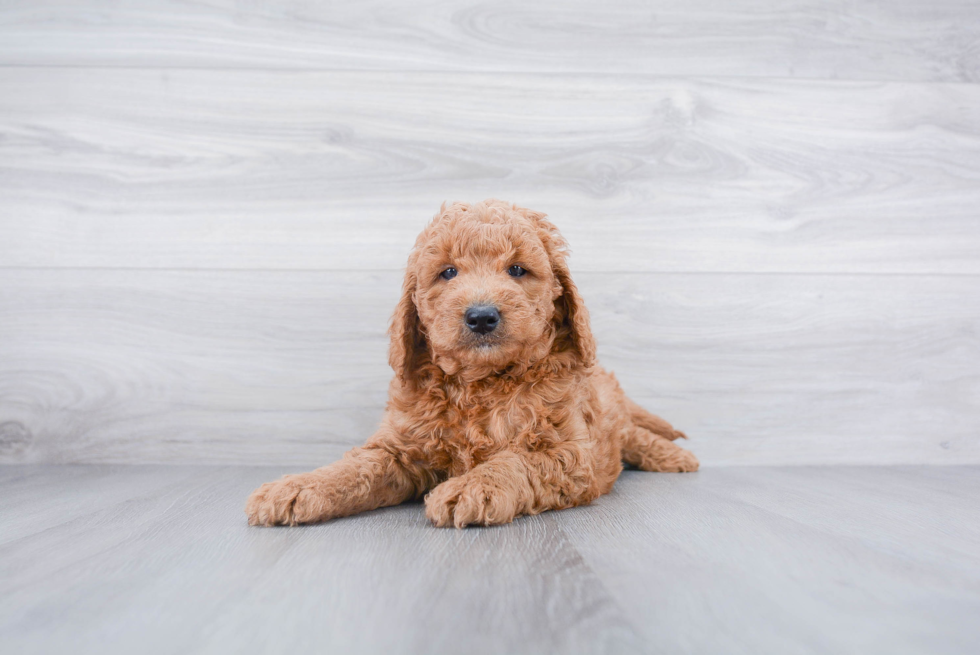 Adorable Golden Retriever Poodle Mix Puppy