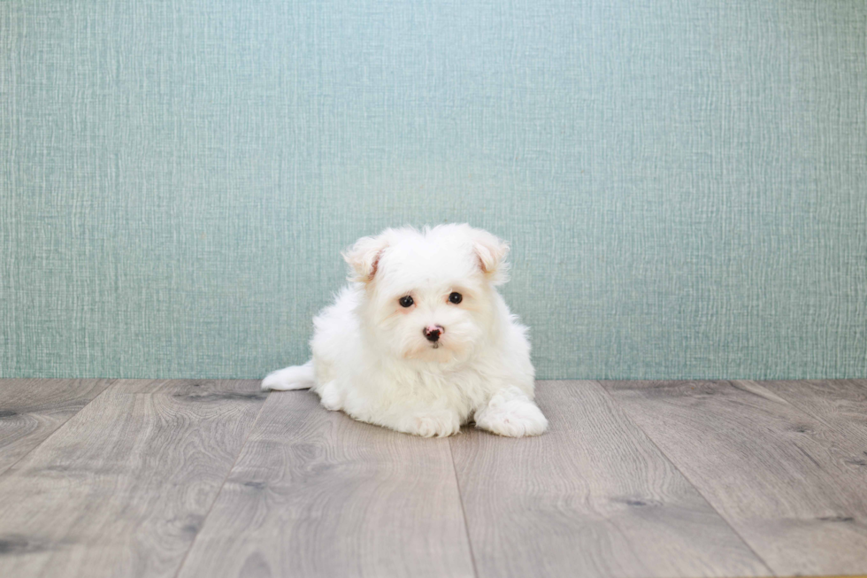 Happy Maltipoo Baby