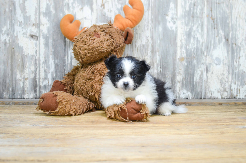 Funny Pomeranian Purebred Pup