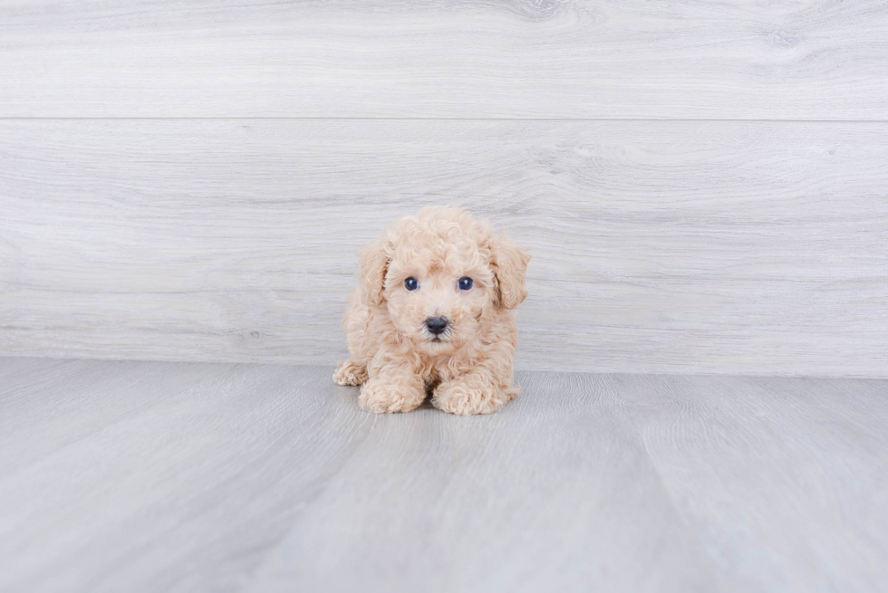 Akc Registered Poodle Baby