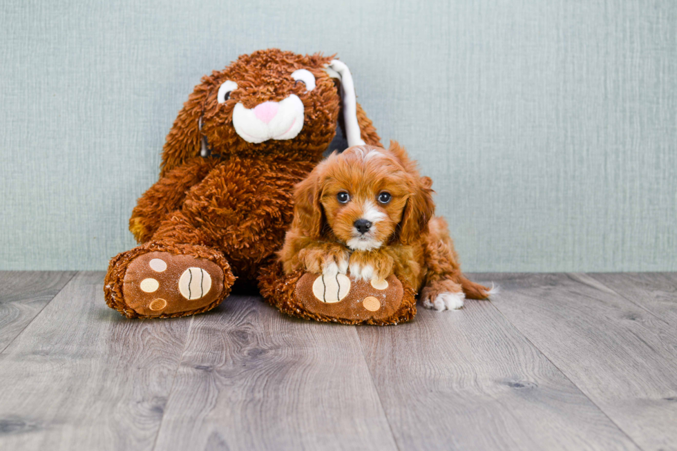 Popular Cavapoo Poodle Mix Pup