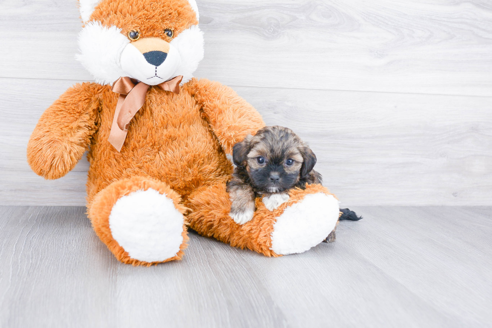 Smart Teddy Bear Designer Pup