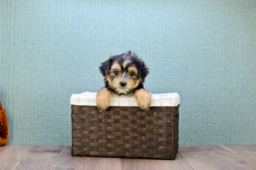 Energetic Yorkie Designer Puppy