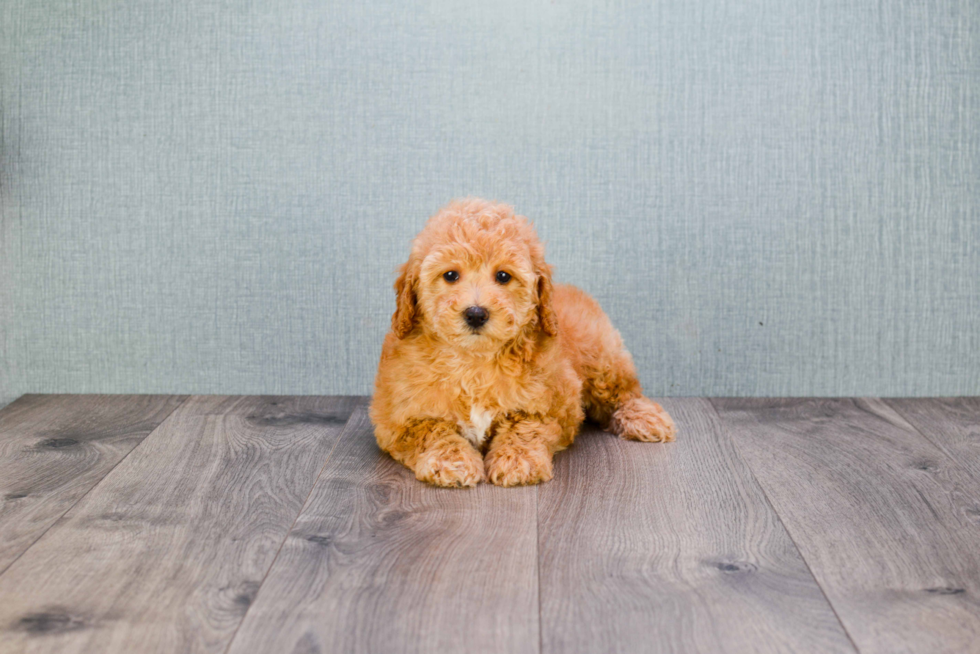 Mini Goldendoodle Puppy for Adoption