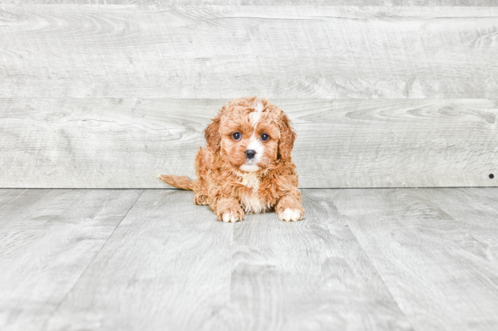 Cavapoo Puppy for Adoption