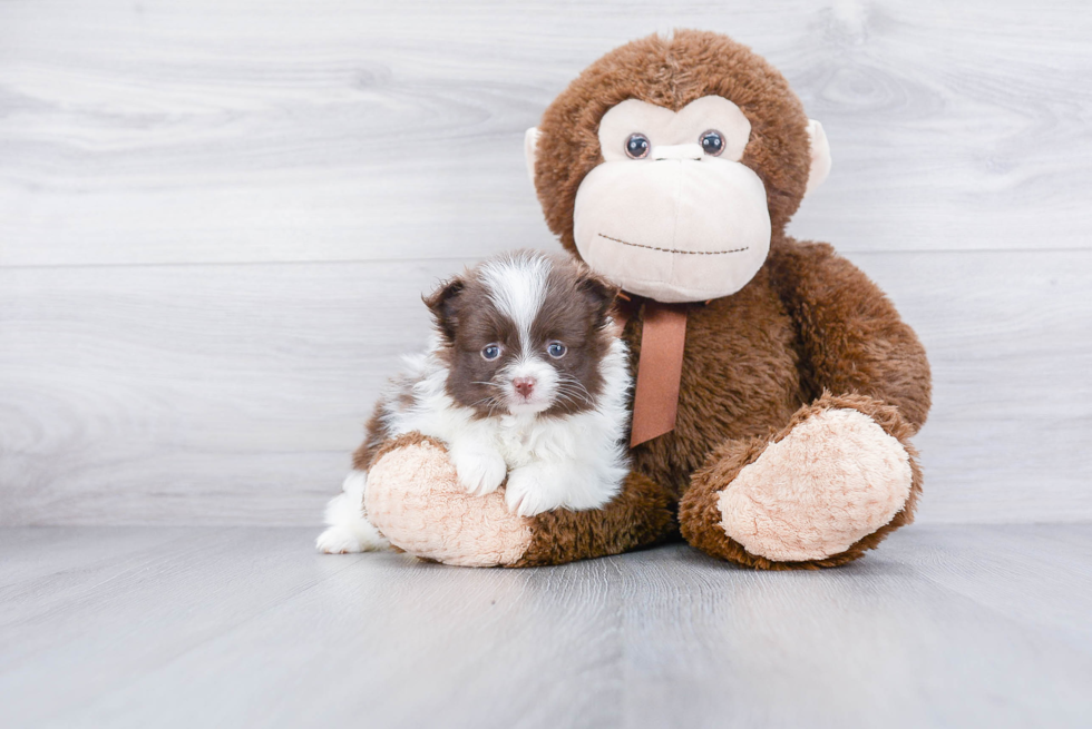 Akc Registered Pomeranian Purebred Pup