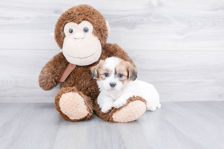 Teddy Bear Pup Being Cute