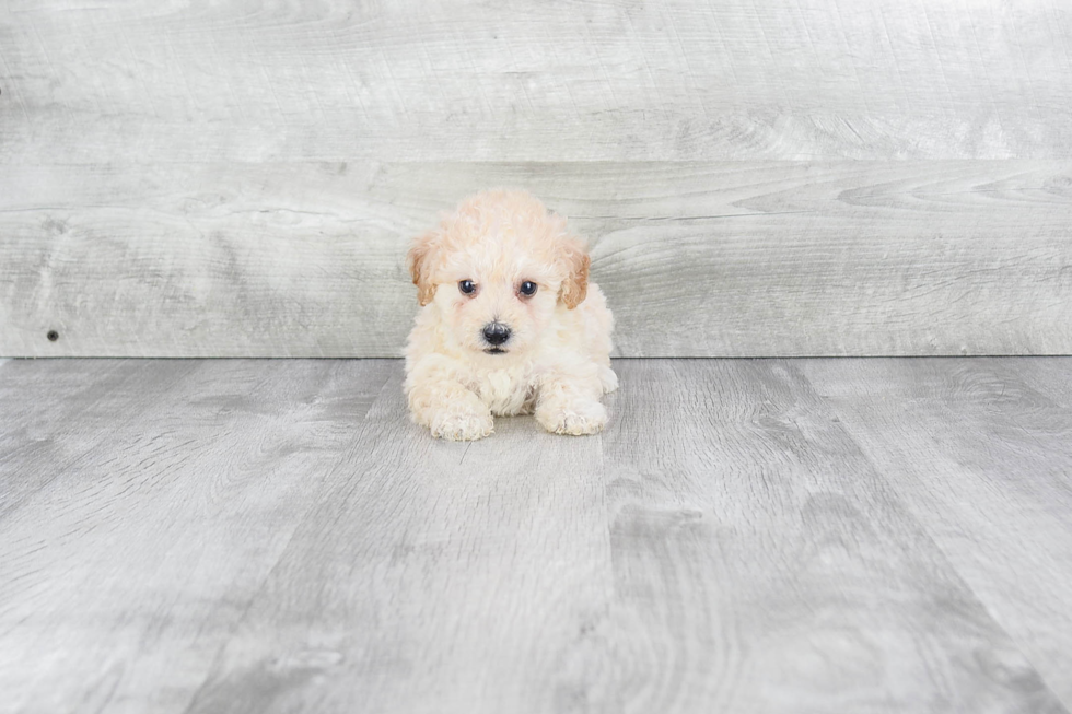 Fluffy Maltipoo Poodle Mix Pup