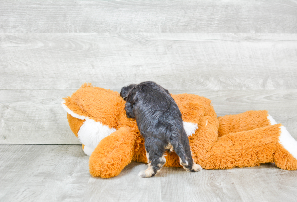 Cute Maltipoo Baby