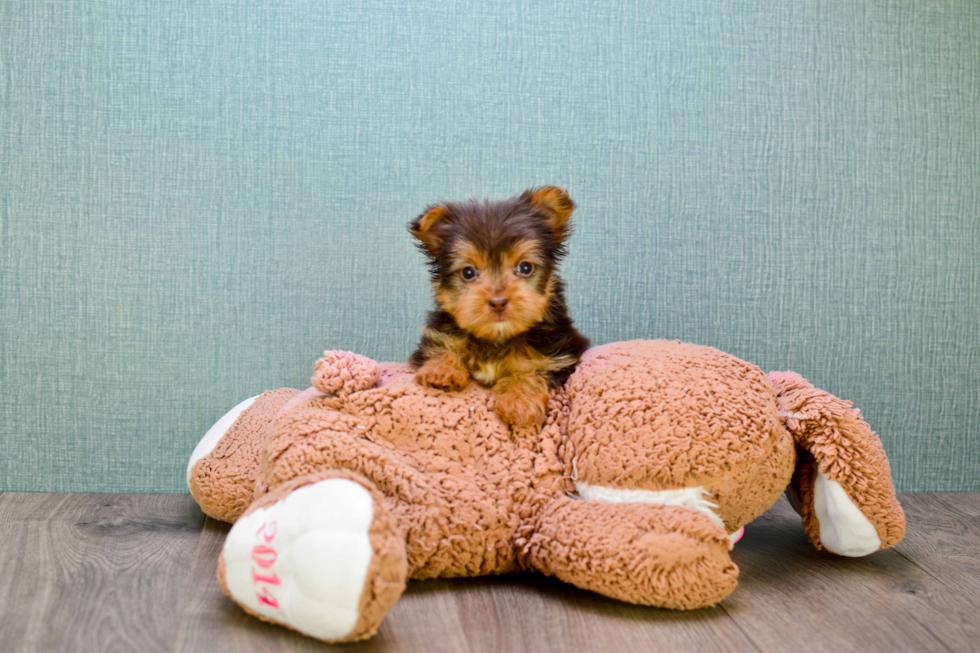 Meet Micah - our Yorkshire Terrier Puppy Photo 