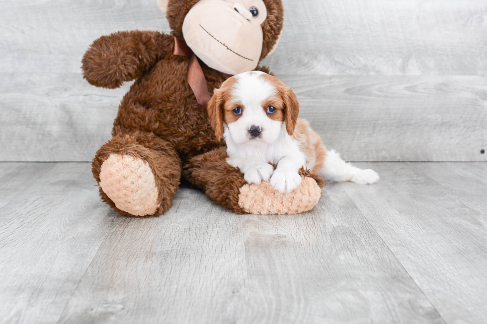 Energetic Cavalier King Charles Spaniel Purebred Puppy