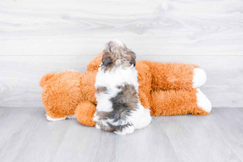 Funny Havanese Baby