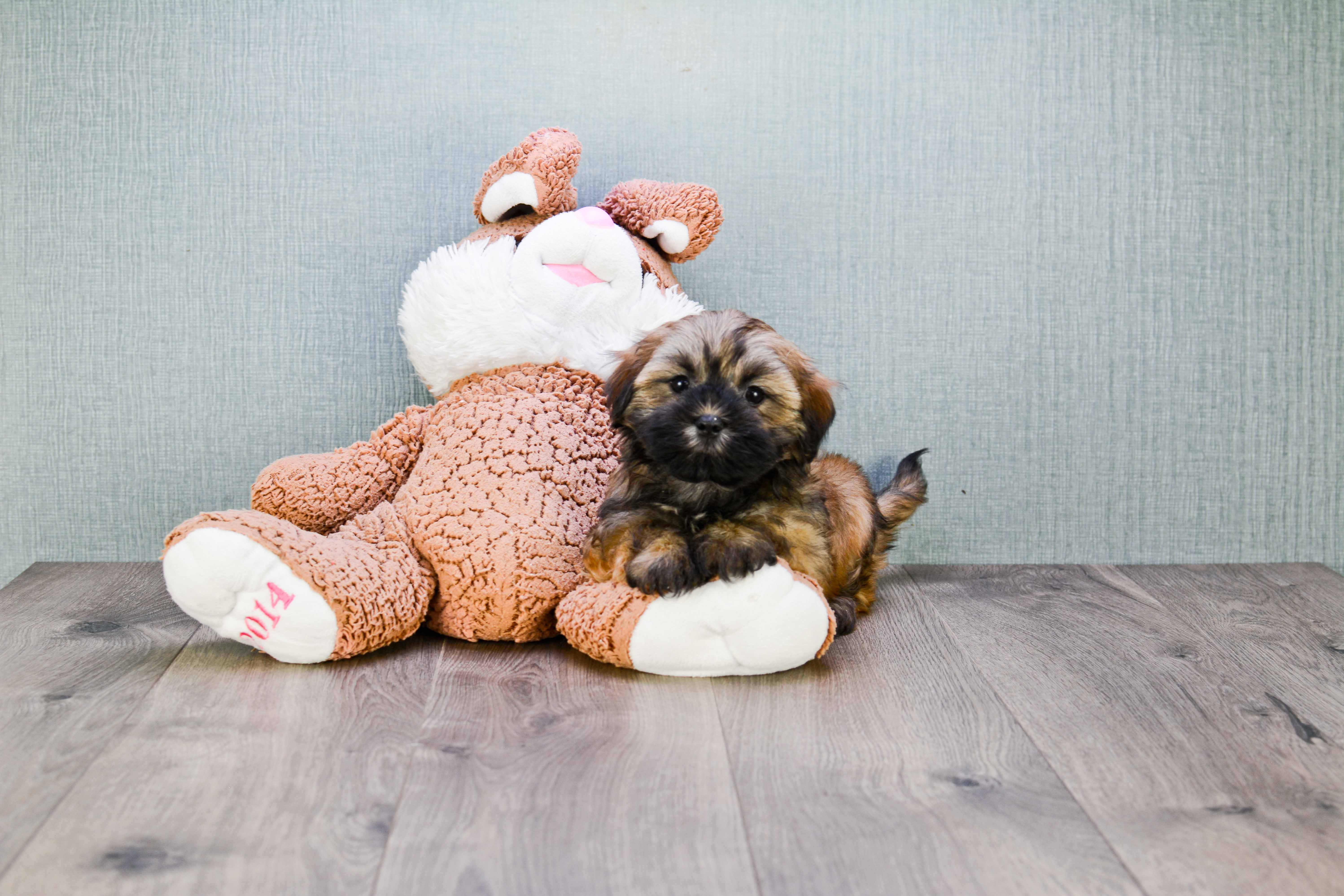 Hypoallergenic Havanese Purebred Pup