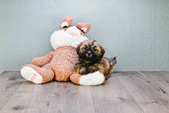 Hypoallergenic Havanese Purebred Pup