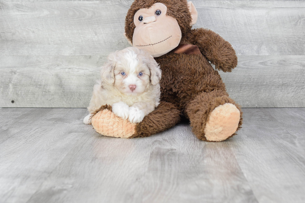 Mini Aussiedoodle Puppy for Adoption