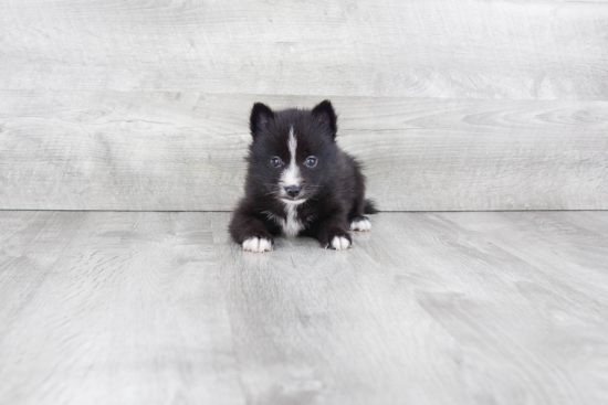 Smart Pomsky Designer Pup