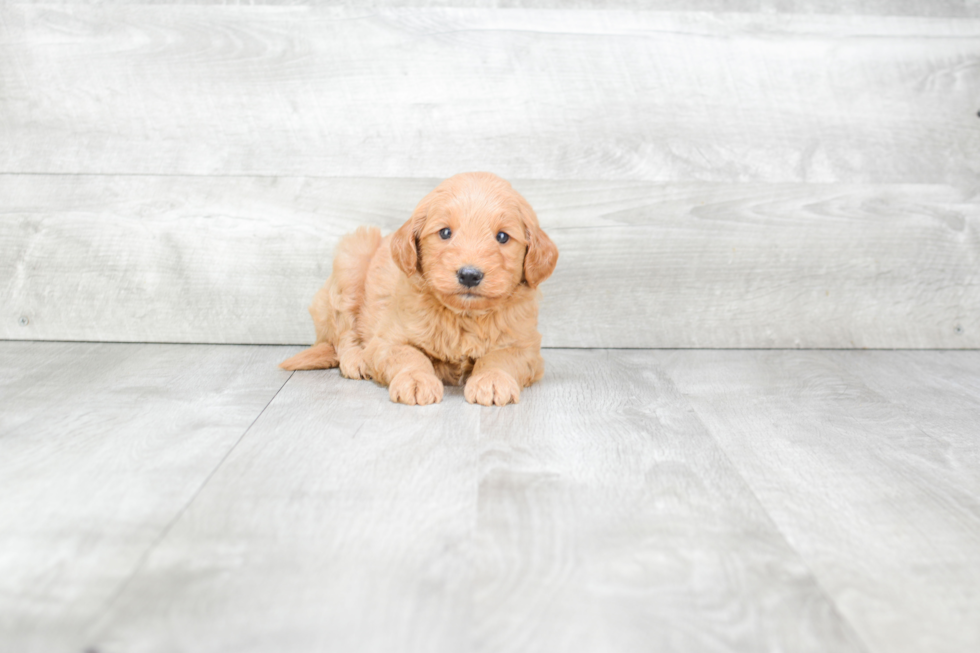 Mini Goldendoodle Pup Being Cute