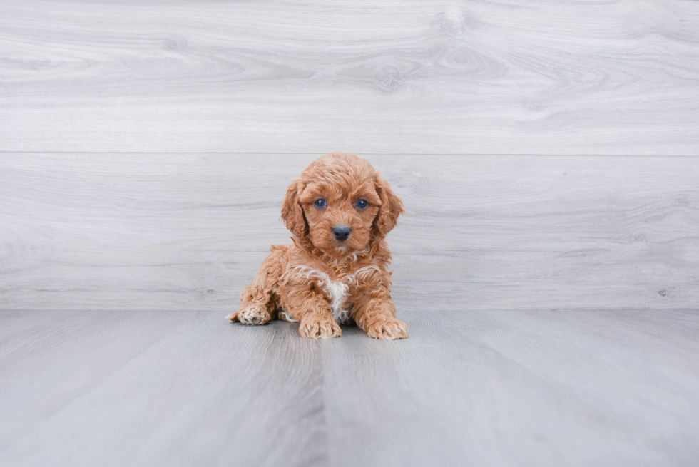 Cavapoo Pup Being Cute